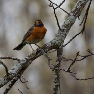 "American Robin"