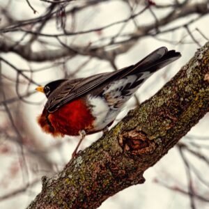"American Robin"