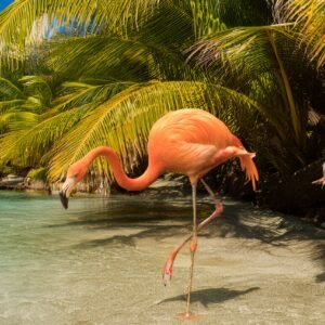 "Rosé in the Water"