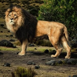 "Nature’s Crowned King"