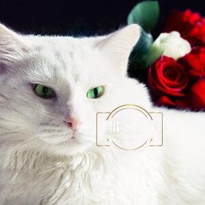 "Purrfect Pose" White Turkish Angora Cat