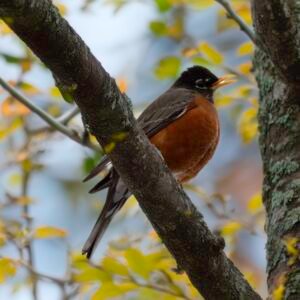 "American Red Robin"