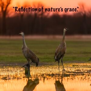 "Reflection's of Grace"