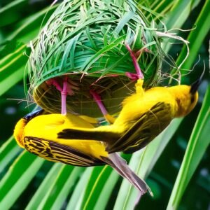 "Golden Feathered Beauties"