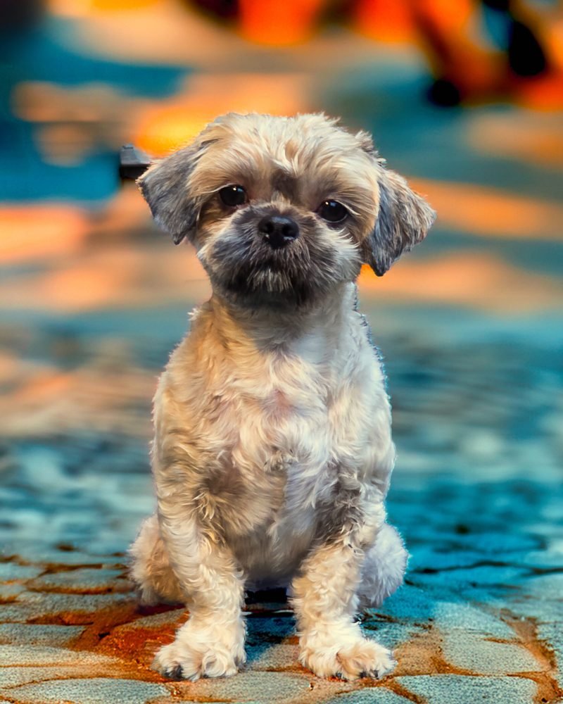 Maria dog edit 2